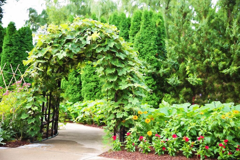 pergola hout bedekt met klimplanten