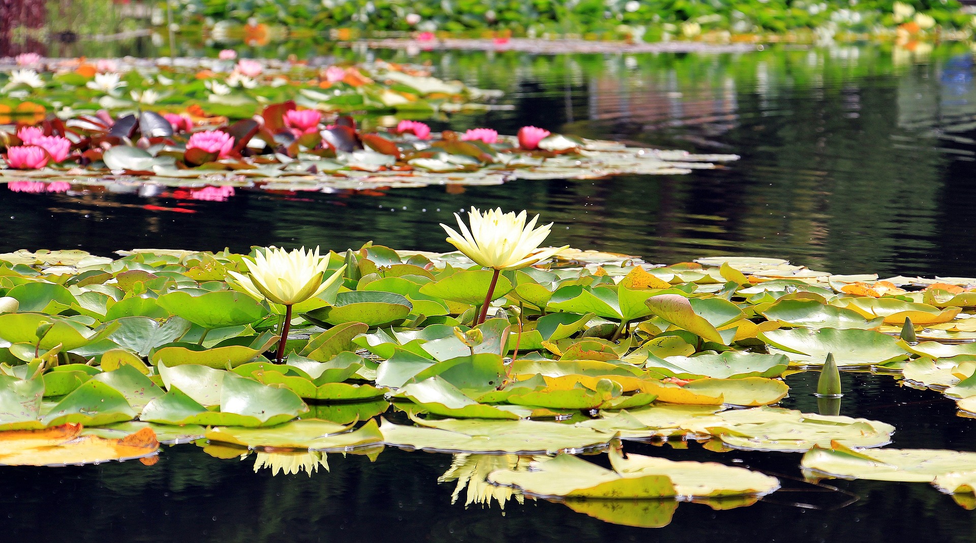 6 tips om een tuinvijver te bouwen